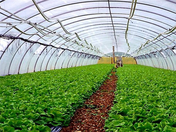 溫室大棚建設(shè)的場(chǎng)地選擇 溫室大棚建設(shè)的場(chǎng)地選擇